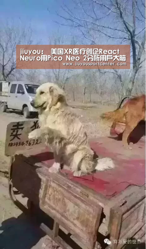 jiuyou：
美国XR医疗创企React Neuro用Pico Neo 2分析用户大脑康健